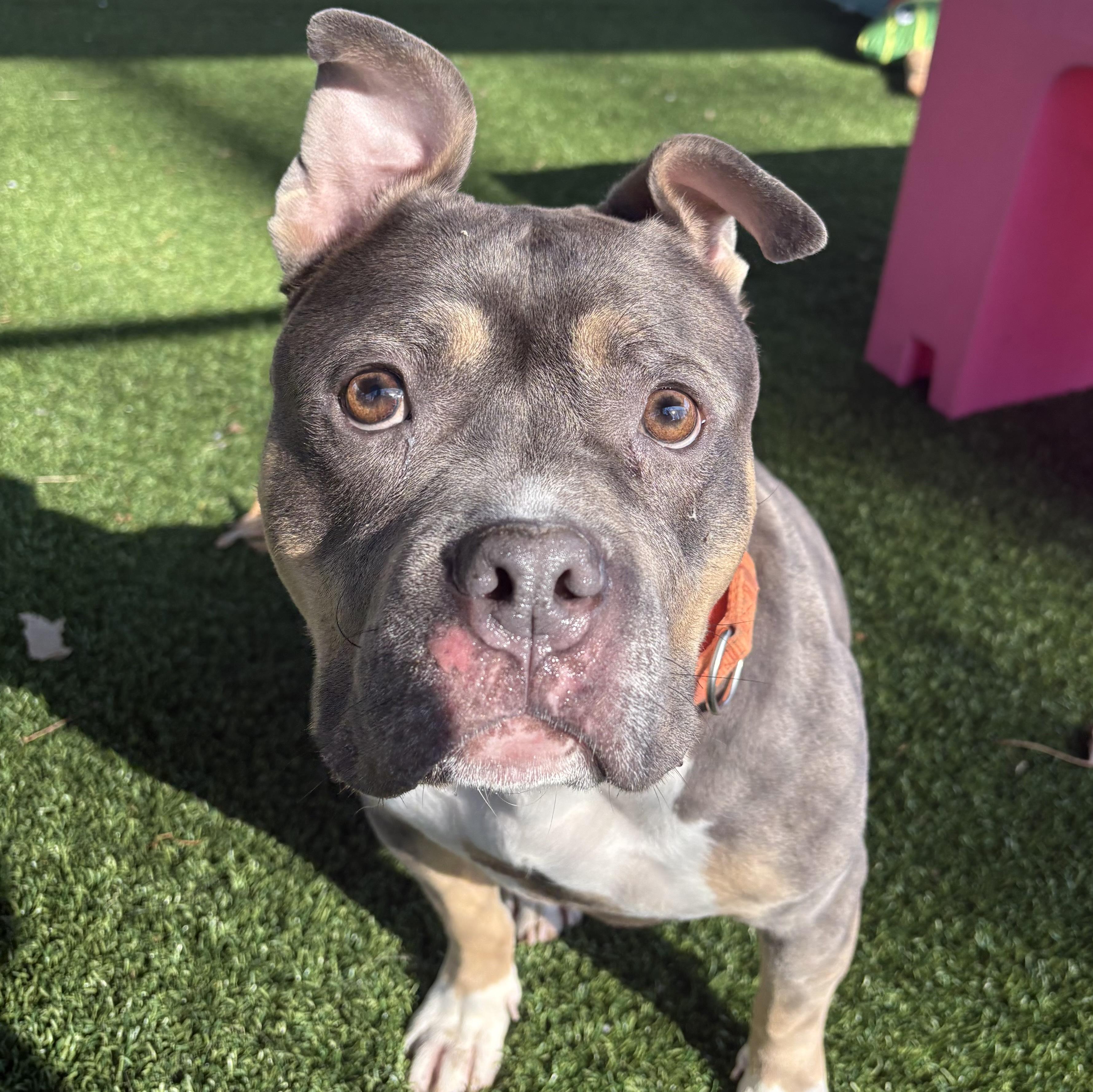 Cyrilla, a ADOPTABLE mixed breed in Eatontown, NJ image 4/6