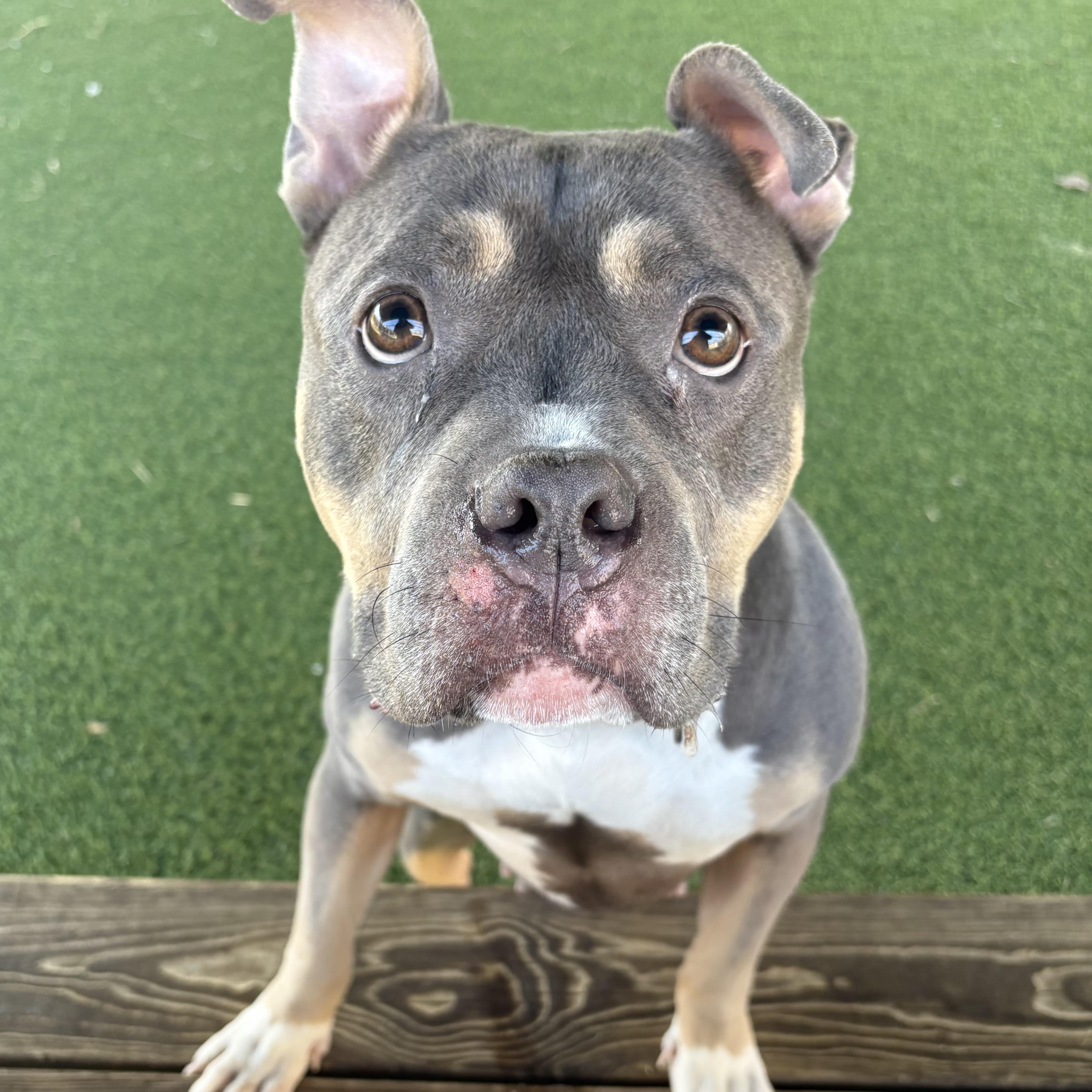 Cyrilla, a ADOPTABLE mixed breed in Eatontown, NJ image 6/6