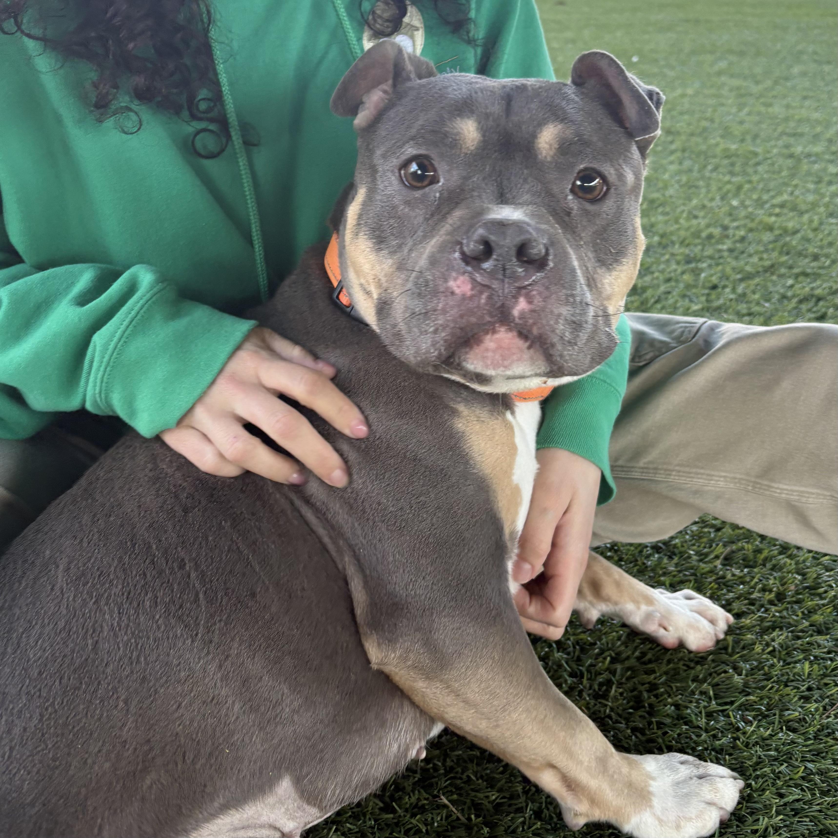 Cyrilla, a ADOPTABLE mixed breed in Eatontown, NJ image 3/6