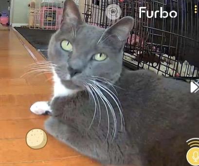Enlarge Niko (Courtesy Post CH Kitty), a Adoptable Domestic Short Hair in Kenhorst, PA image 2/2