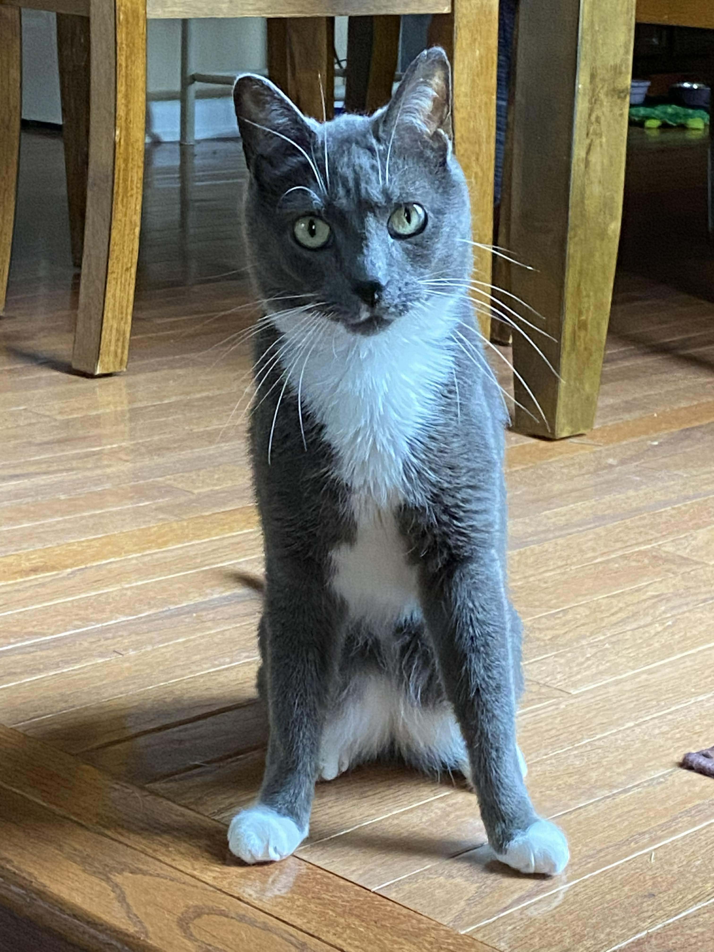 Niko (Courtesy Post CH Kitty), Adoptable, Senior Male Domestic Short Hair.