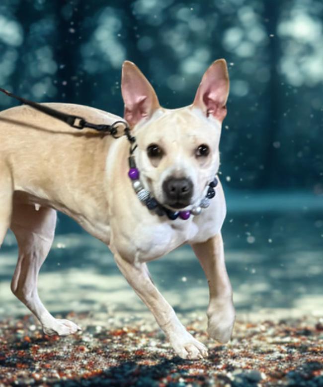 Diamond , ADOPTABLE, Young Female Mixed Breed.