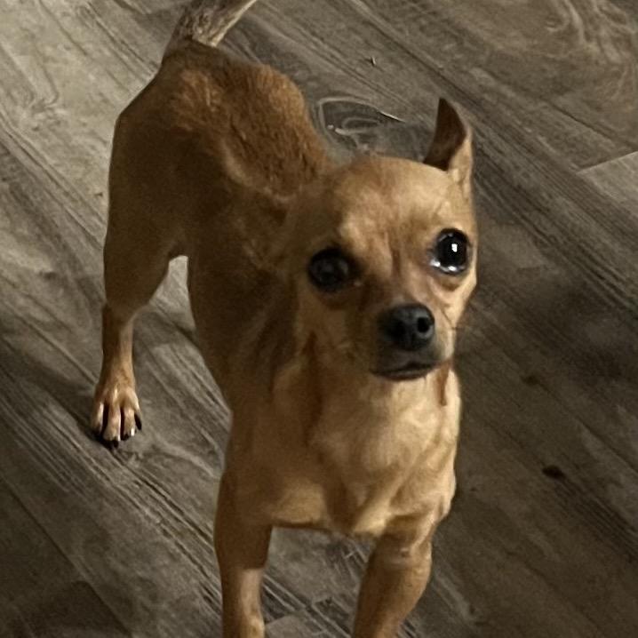 Enlarge Dr. Noto, a Adoptable mixed breed in Las Vegas, NV image 1/1