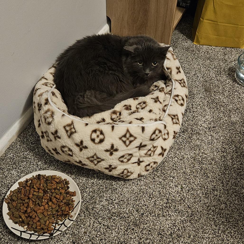 Enlarge Leo, a Adoptable Domestic Medium Hair in Murray, UT image 1/3