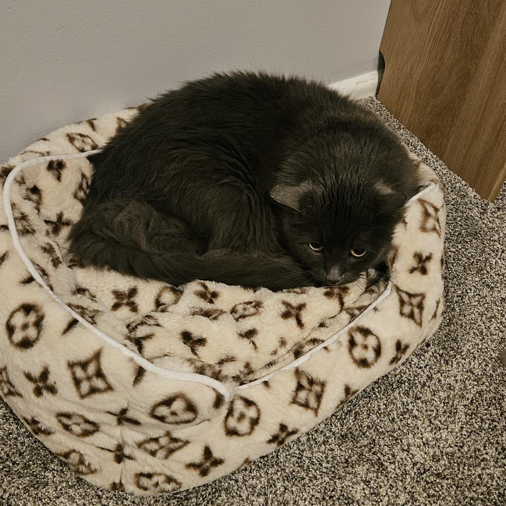 Enlarge Leo, a Adoptable Domestic Medium Hair in Murray, UT image 2/3