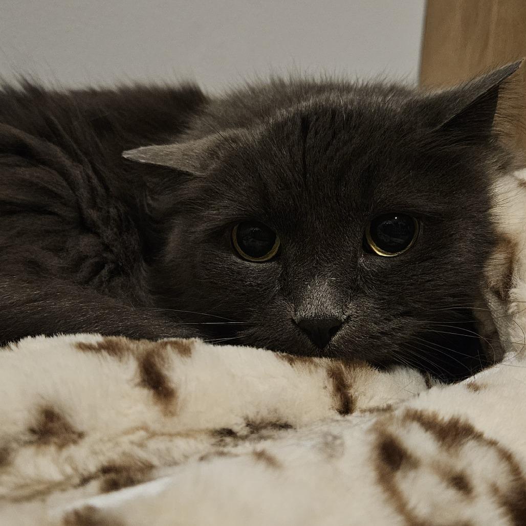 Enlarge Leo, a Adoptable Domestic Medium Hair in Murray, UT image 3/3