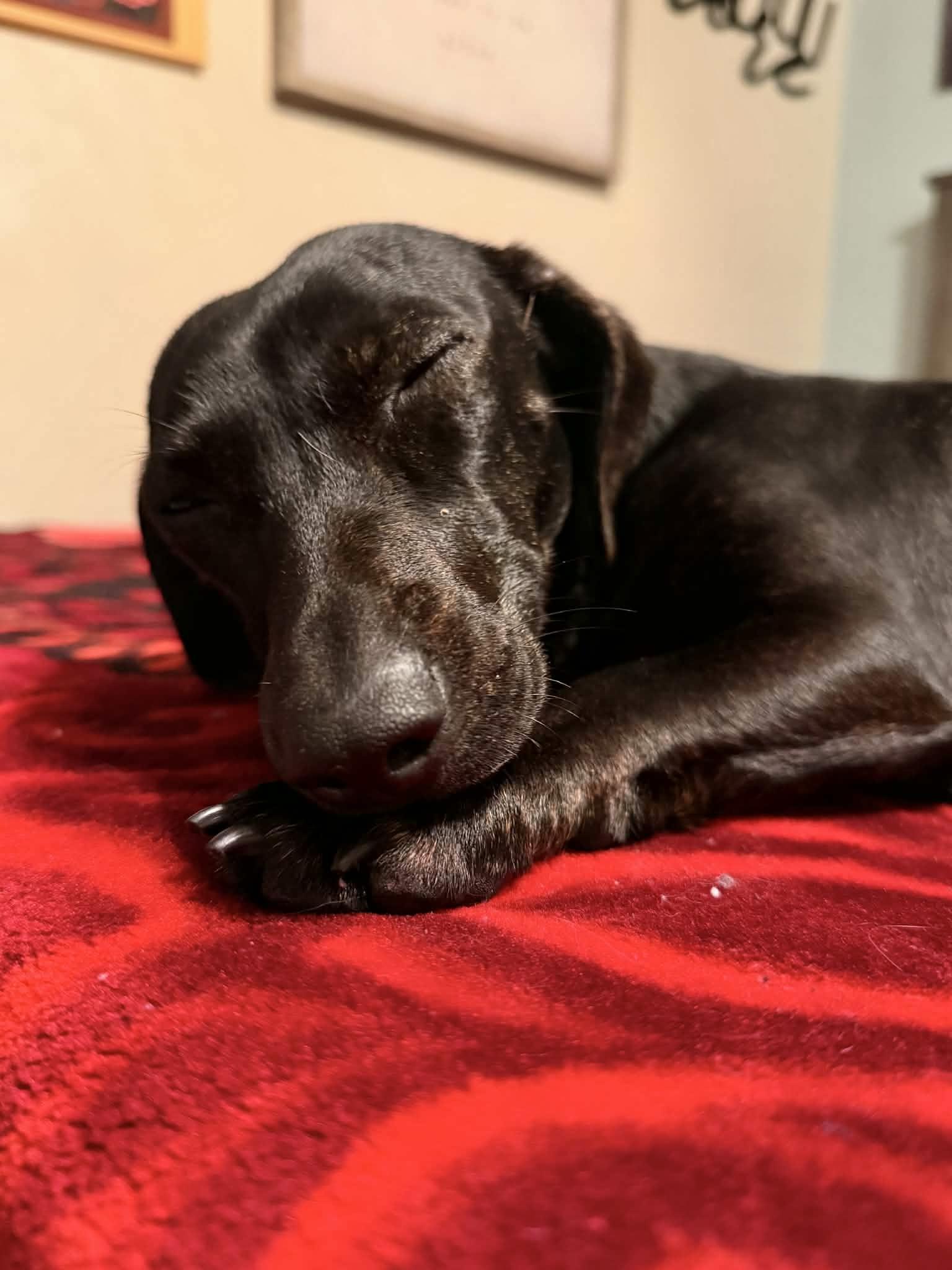 Marina, ADOPTABLE, Adult Female Dachshund.