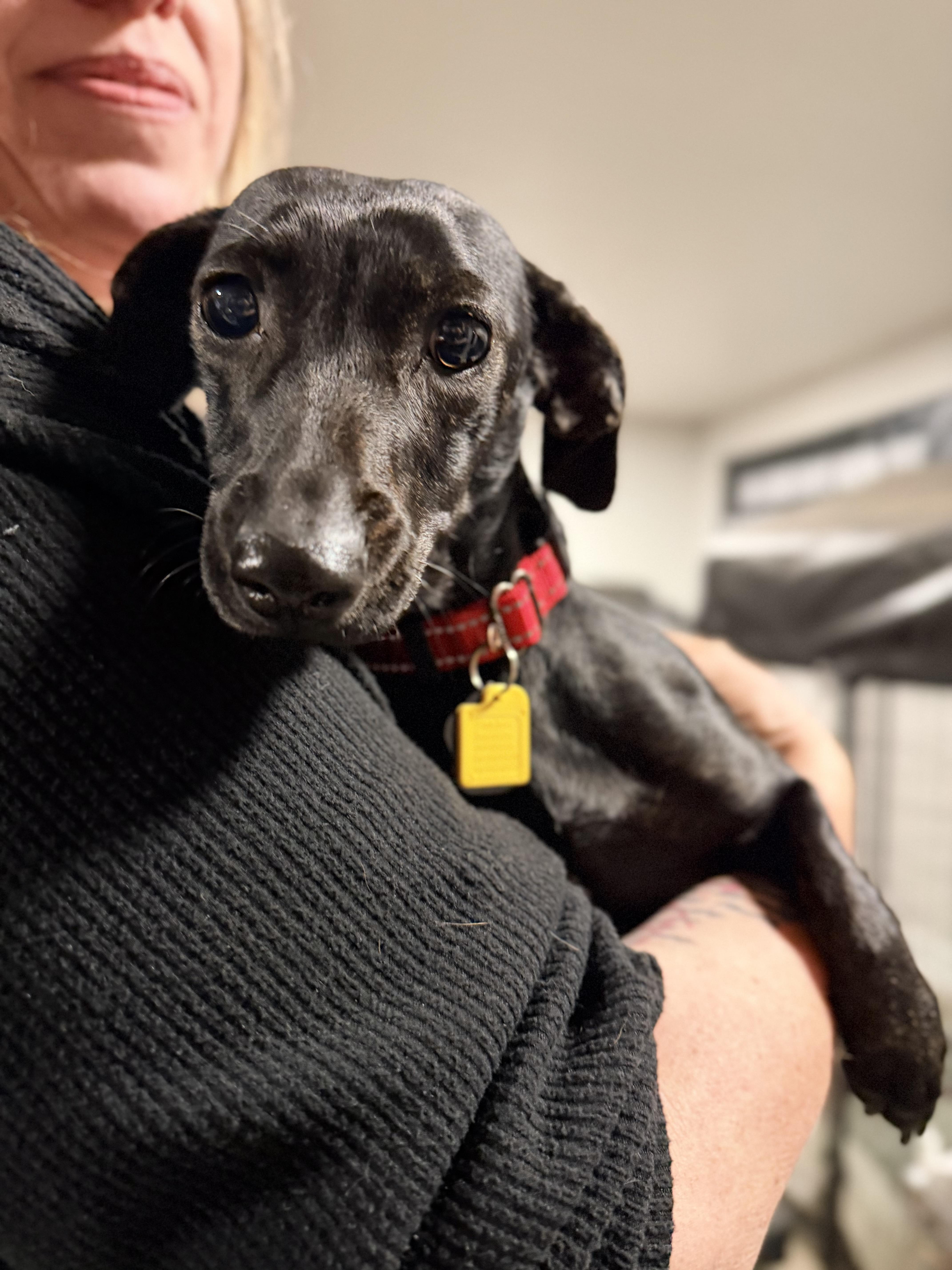 Enlarge Marina, a ADOPTABLE mixed breed in Beavercreek, OR image 5/6