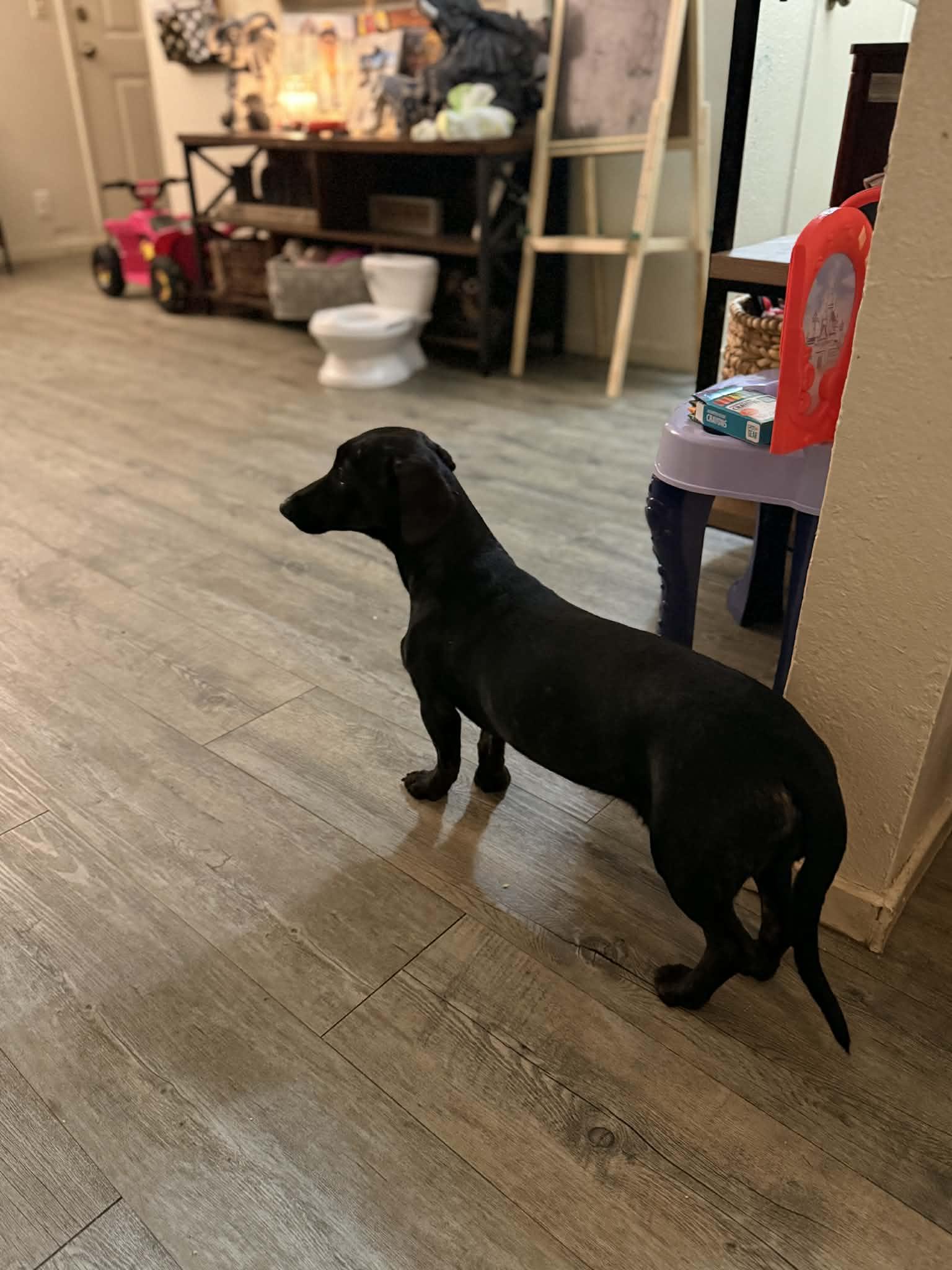 Enlarge Marina, a ADOPTABLE mixed breed in Beavercreek, OR image 6/6