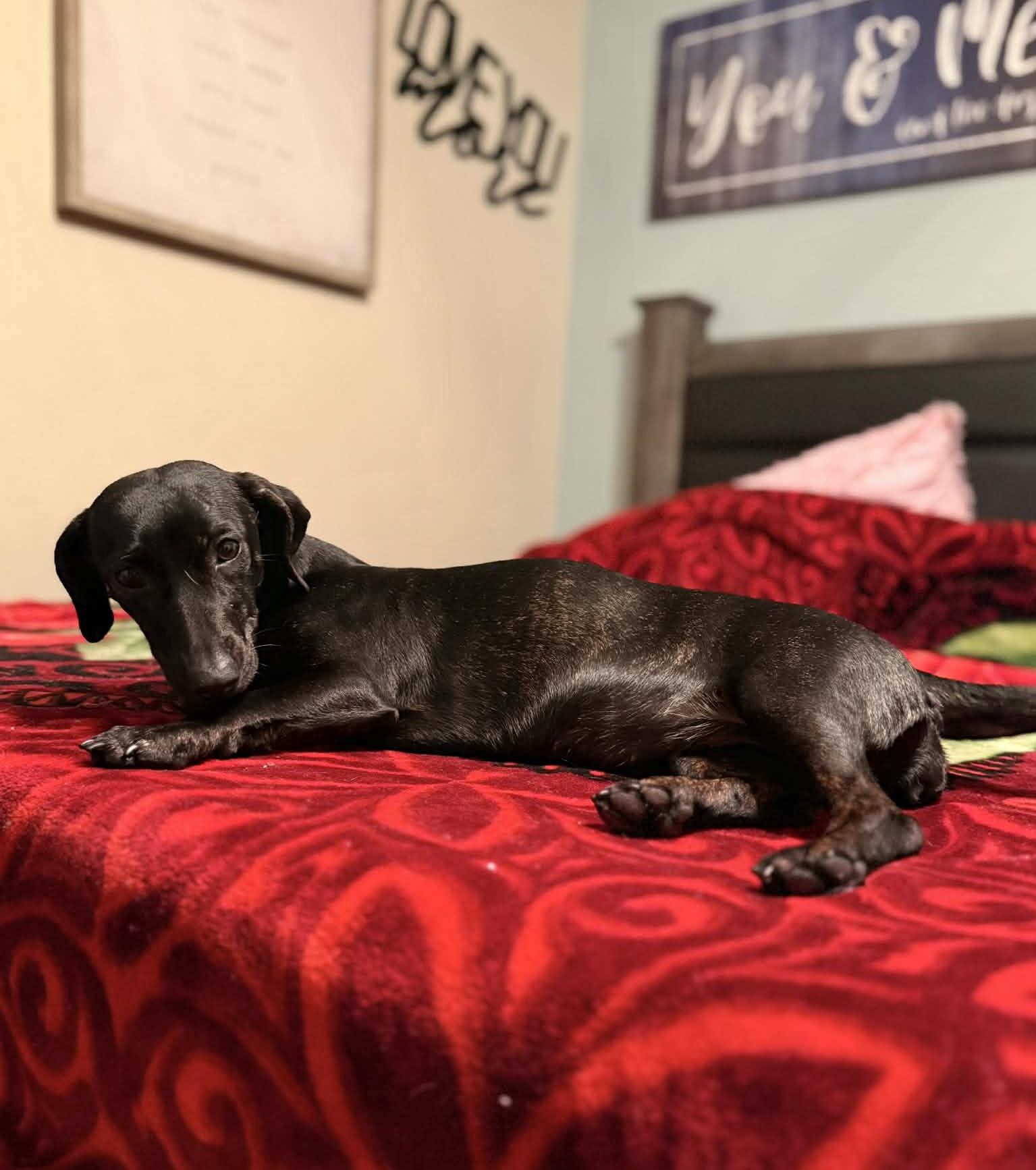 Enlarge Marina, a ADOPTABLE mixed breed in Beavercreek, OR image 2/6