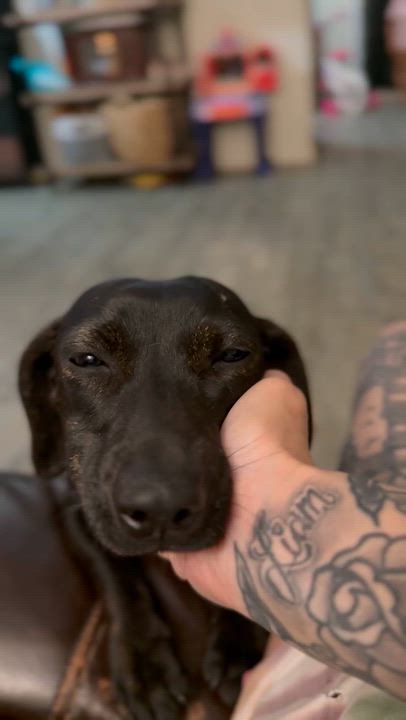 Enlarge Marina, a ADOPTABLE mixed breed in Beavercreek, OR video 4/6