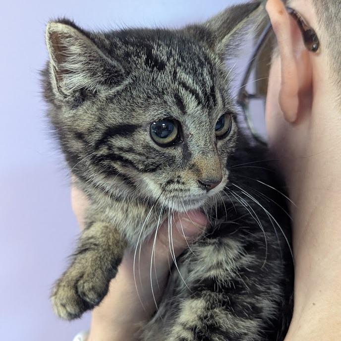 Bonnie Meow, Adoptable, Kitten Female Domestic Short Hair & Domestic Short Hair.