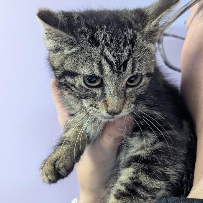 Enlarge Bonnie Meow, a Adoptable mixed breed in Johnstown, PA image 2/3