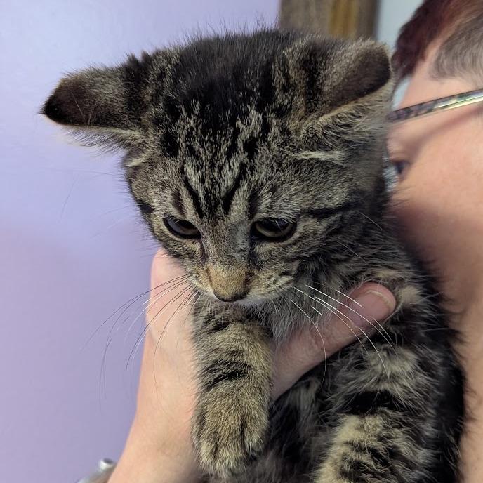 Enlarge Bonnie Meow, a Adoptable mixed breed in Johnstown, PA image 3/3
