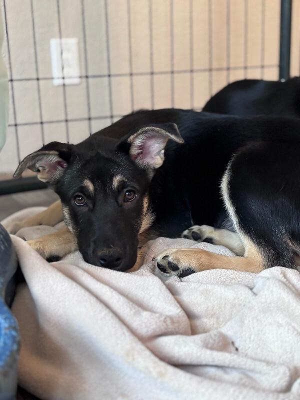 Enlarge Quintessa, a Adoptable mixed breed in renton, WA image 1/3