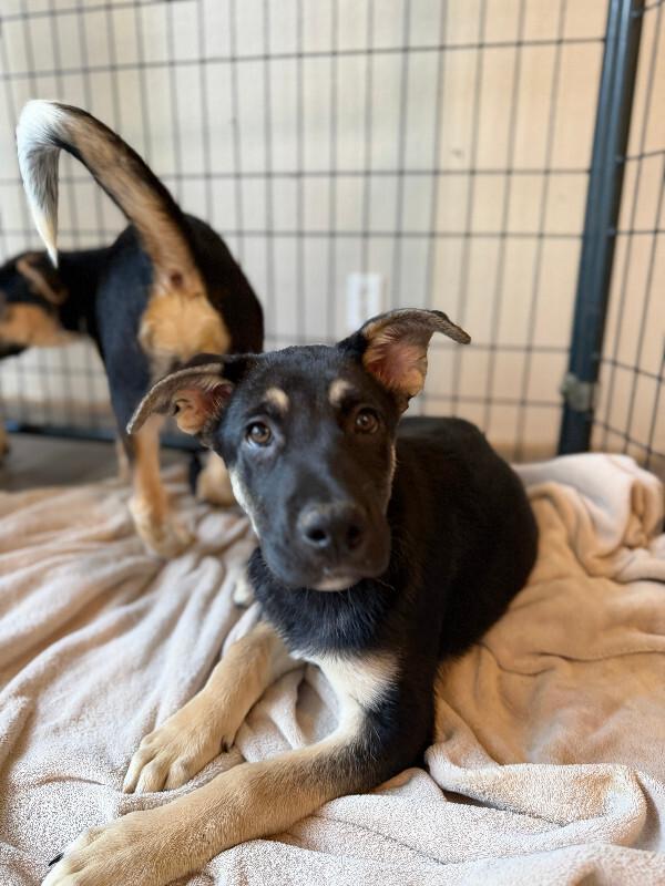 Enlarge Quintessa, a Adoptable mixed breed in renton, WA image 2/3