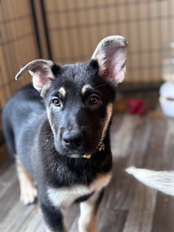 Enlarge Quintessa, a Adoptable mixed breed in renton, WA image 3/3