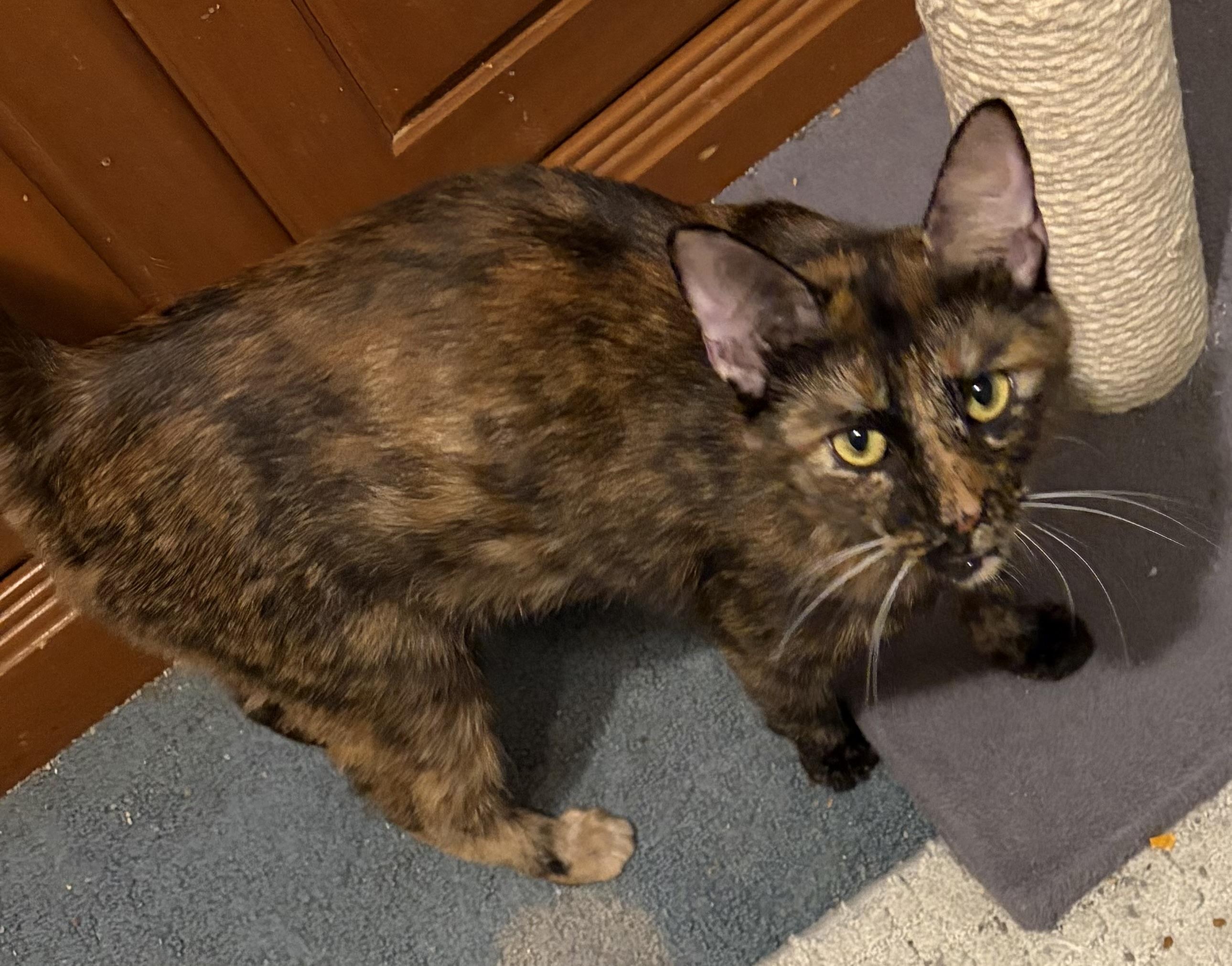 Enlarge Gilda, a Adoptable Tortoiseshell in Houghton Lake, MI image 2/3
