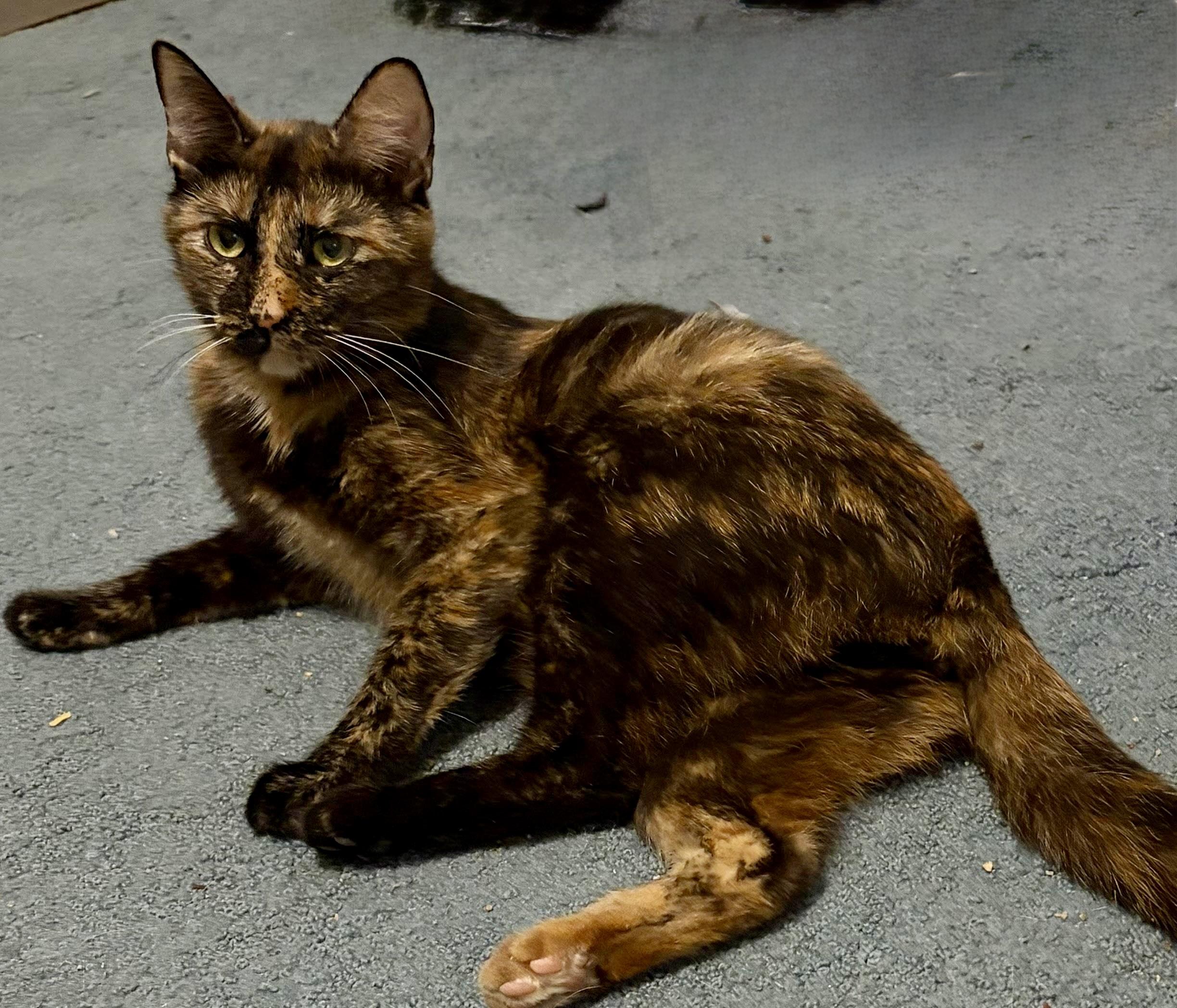 Enlarge Gilda, a Adoptable Tortoiseshell in Houghton Lake, MI image 3/3