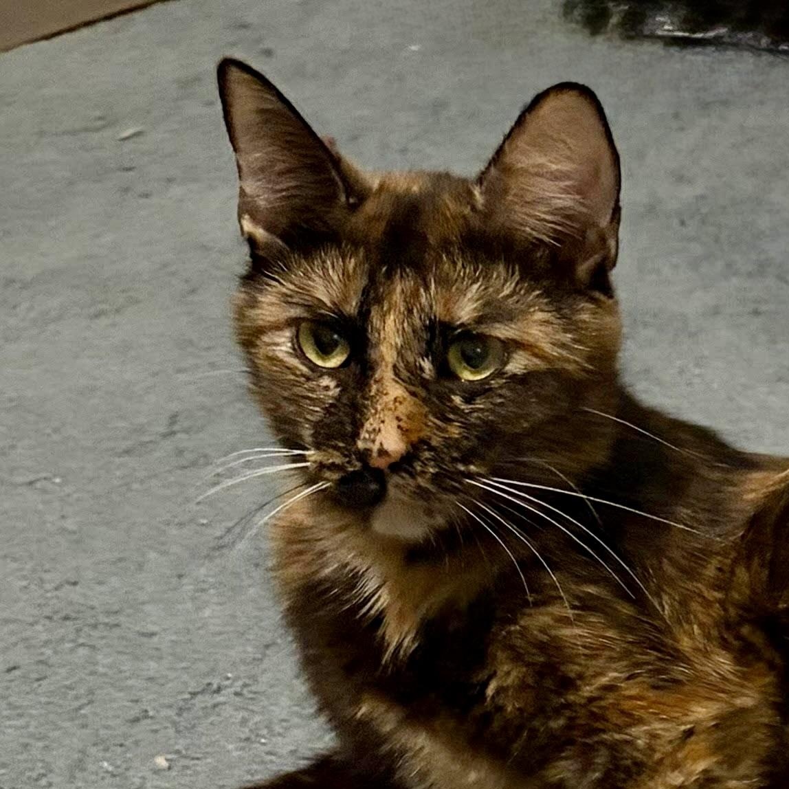 Gilda, Adoptable, Adult Female Tortoiseshell.