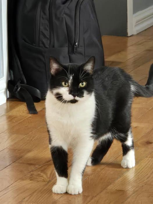 Bobinette, ADOPTABLE, Adult Female Domestic Short Hair.