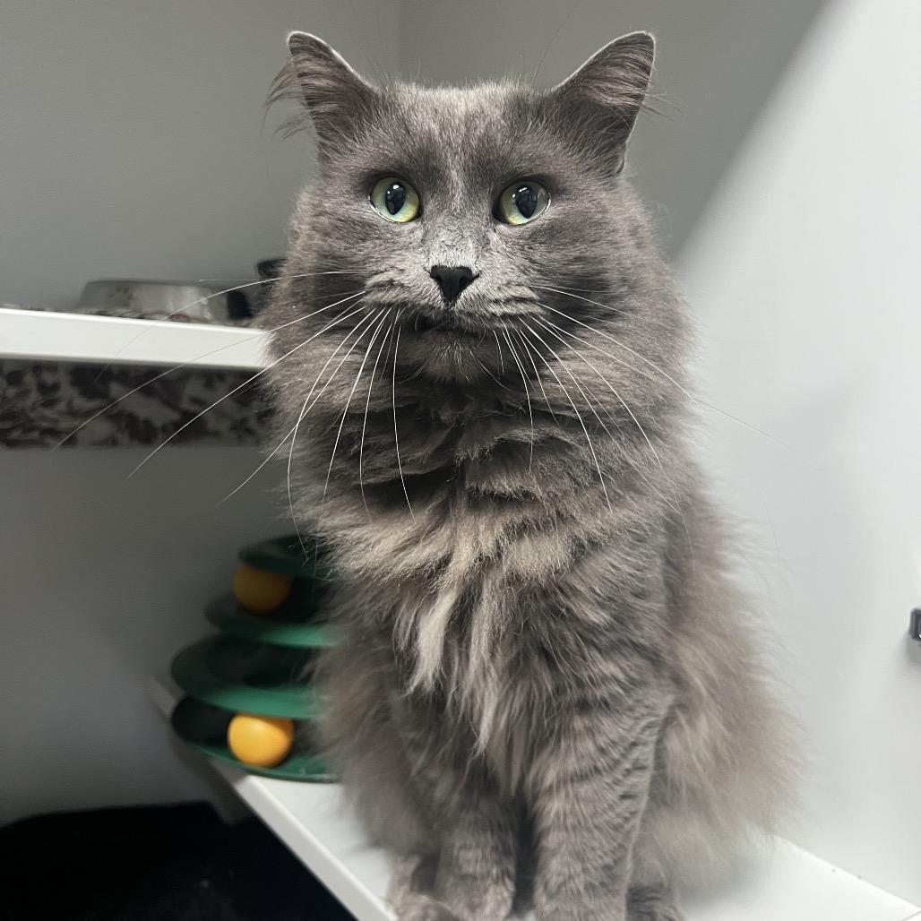 Labubu (Nikola Tesla), Adoptable, Young Male Domestic Long Hair.