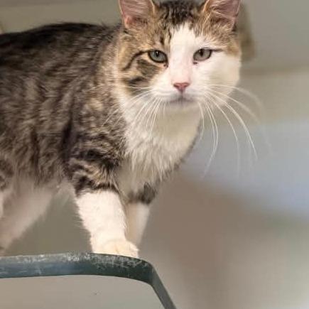 Tengen, Adoptable, Adult Male Domestic Medium Hair.