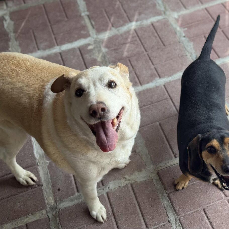 Enlarge Homer And Marge, a Adoptable mixed breed in Locust Fork, AL image 3/3