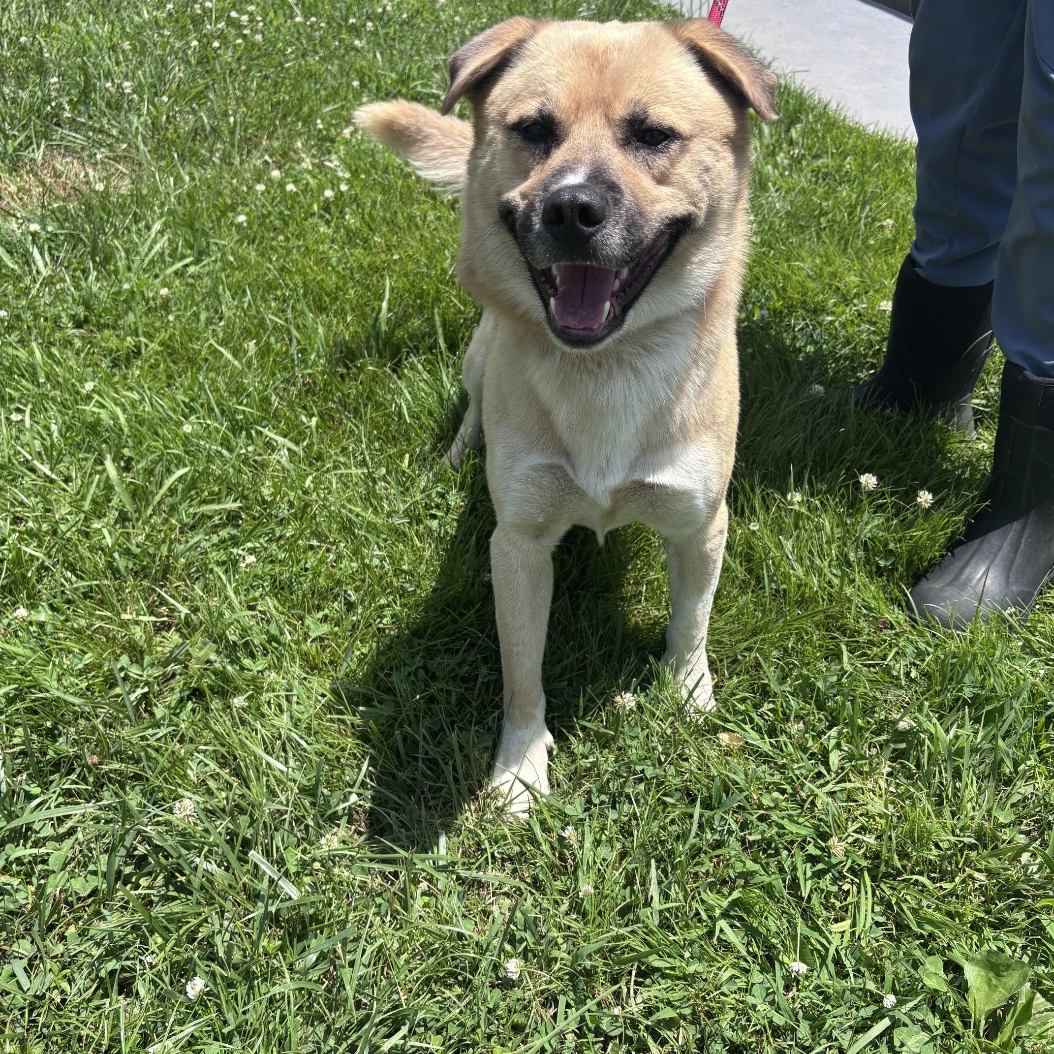 Enlarge Sam, a ADOPTABLE mixed breed in Marion, NC image 4/4