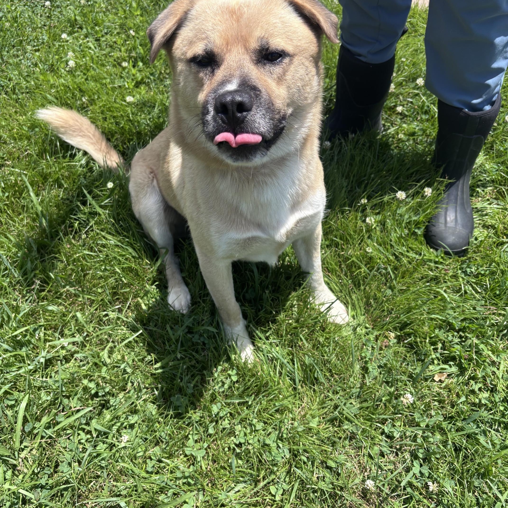 Enlarge Sam, a ADOPTABLE mixed breed in Marion, NC image 1/4