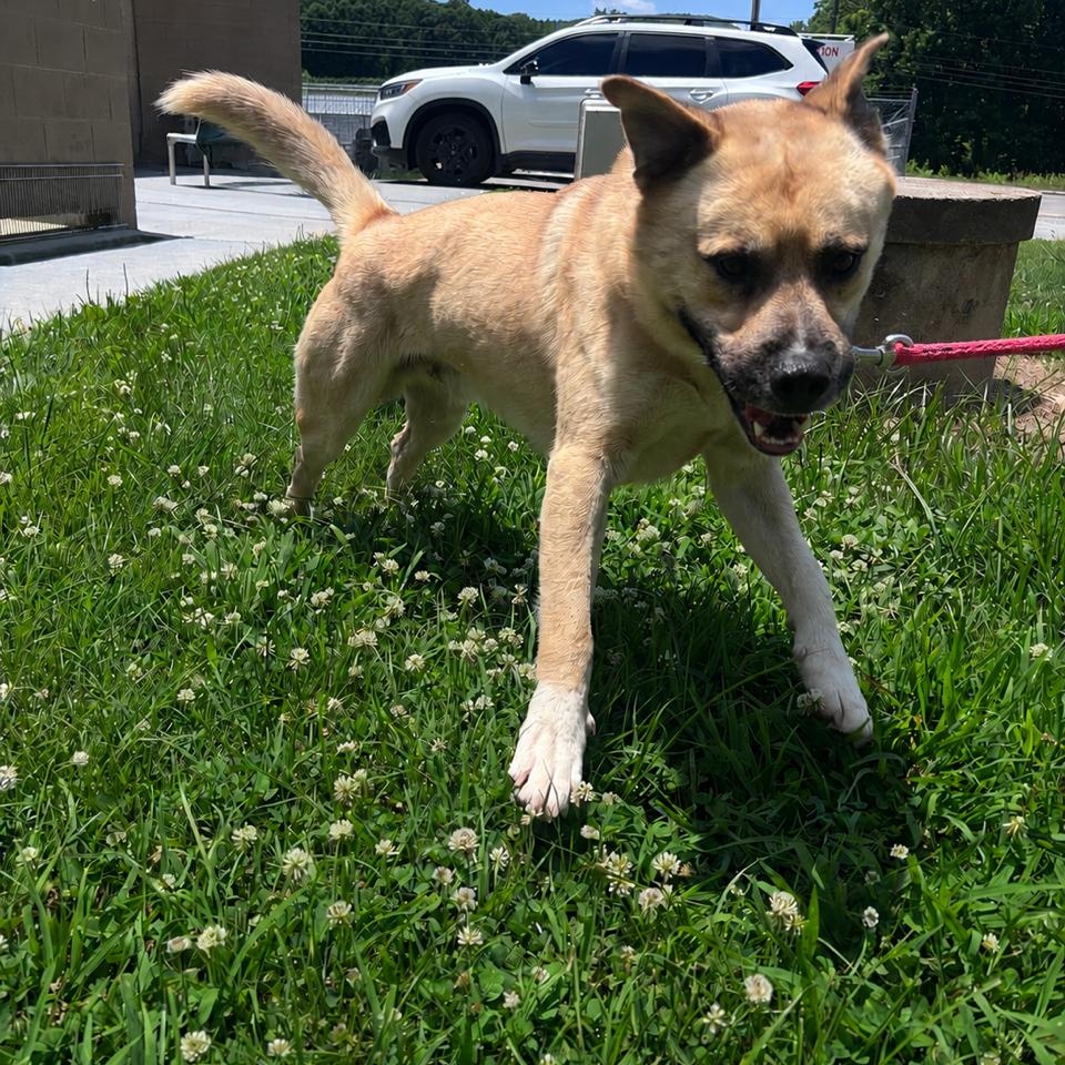 Enlarge Sam, a ADOPTABLE mixed breed in Marion, NC image 3/4