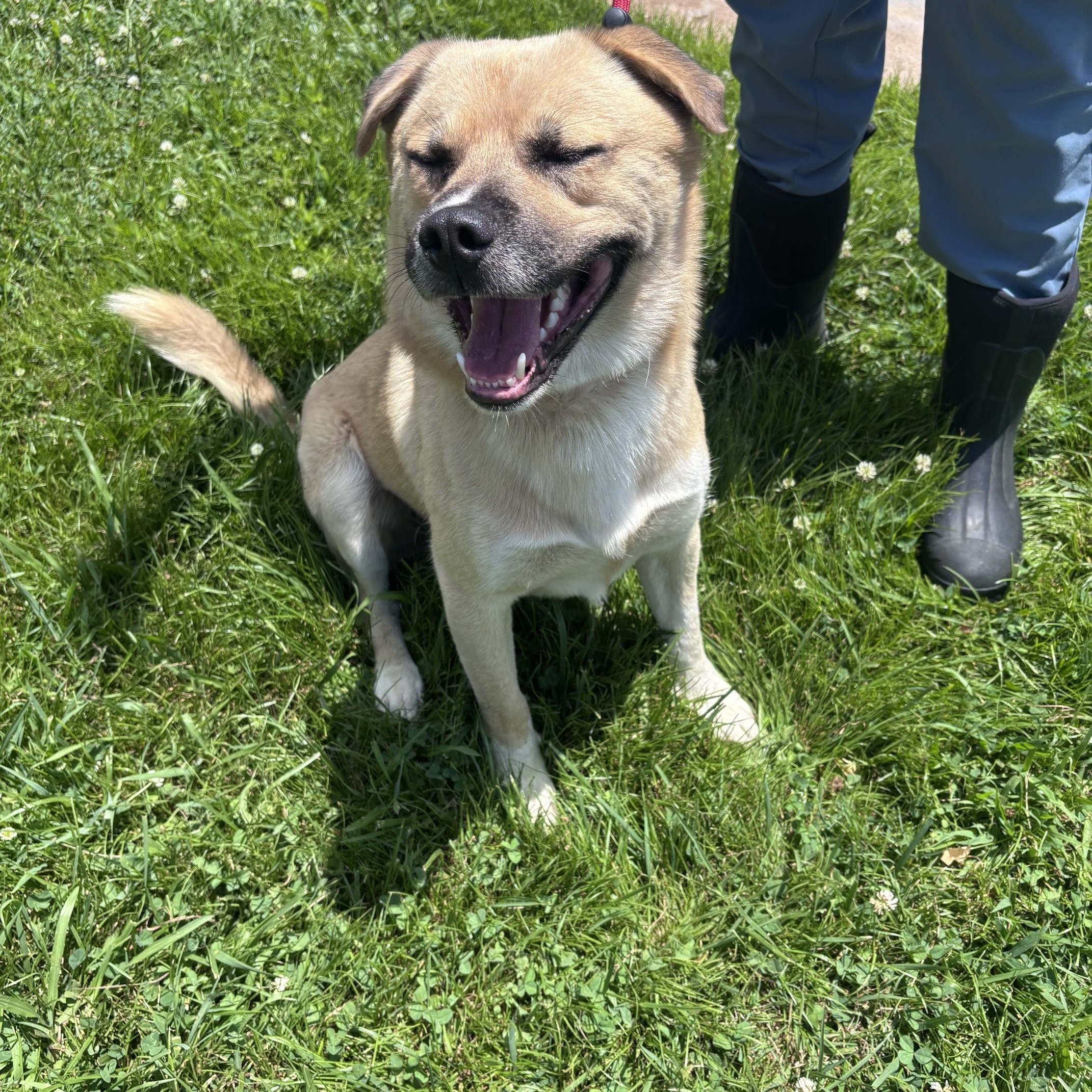 Enlarge Sam, a ADOPTABLE mixed breed in Marion, NC image 2/4