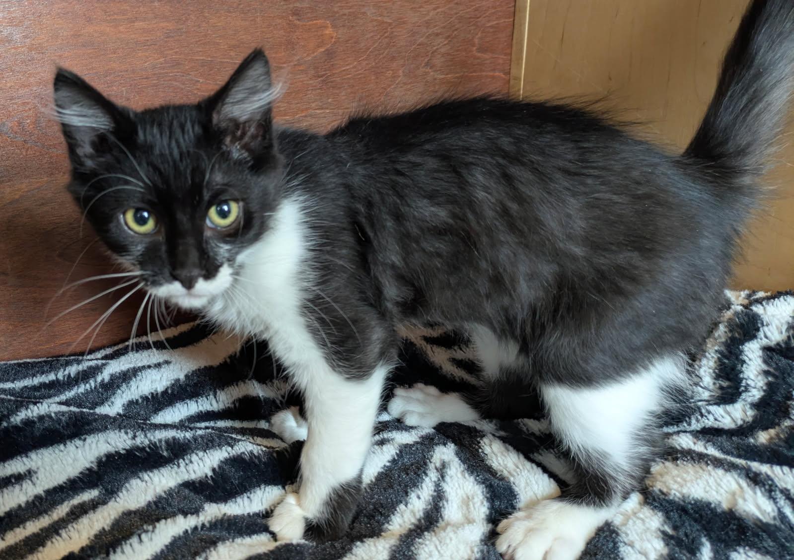 Lemmy, ADOPTABLE, Kitten Male Domestic Short Hair.