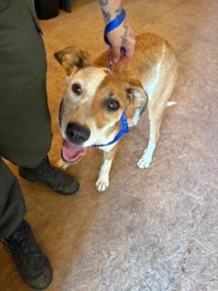 Enlarge Princess, a Adoptable mixed breed in Lafayette, TN image 1/1