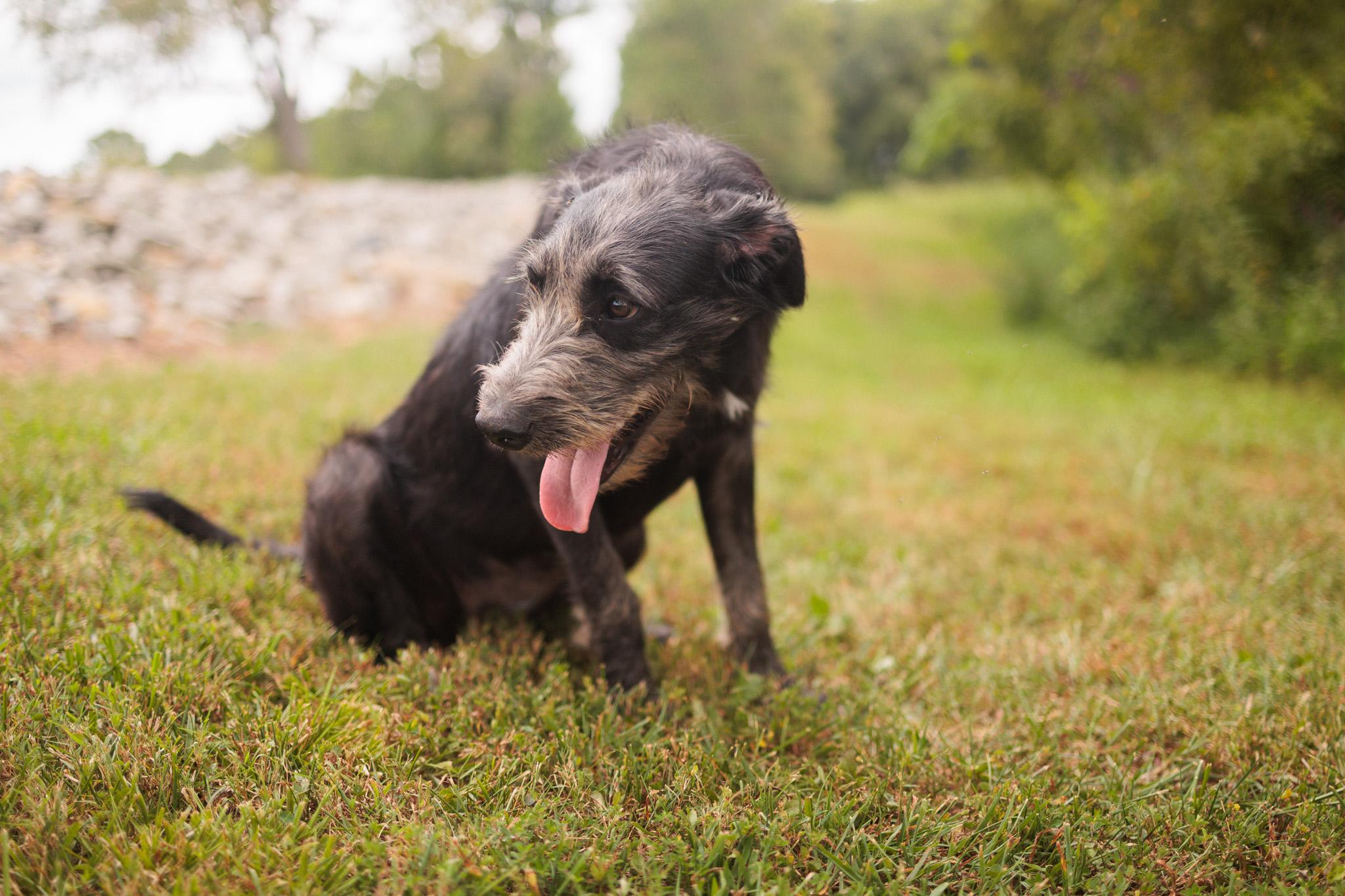 Lavender thumbnail 3