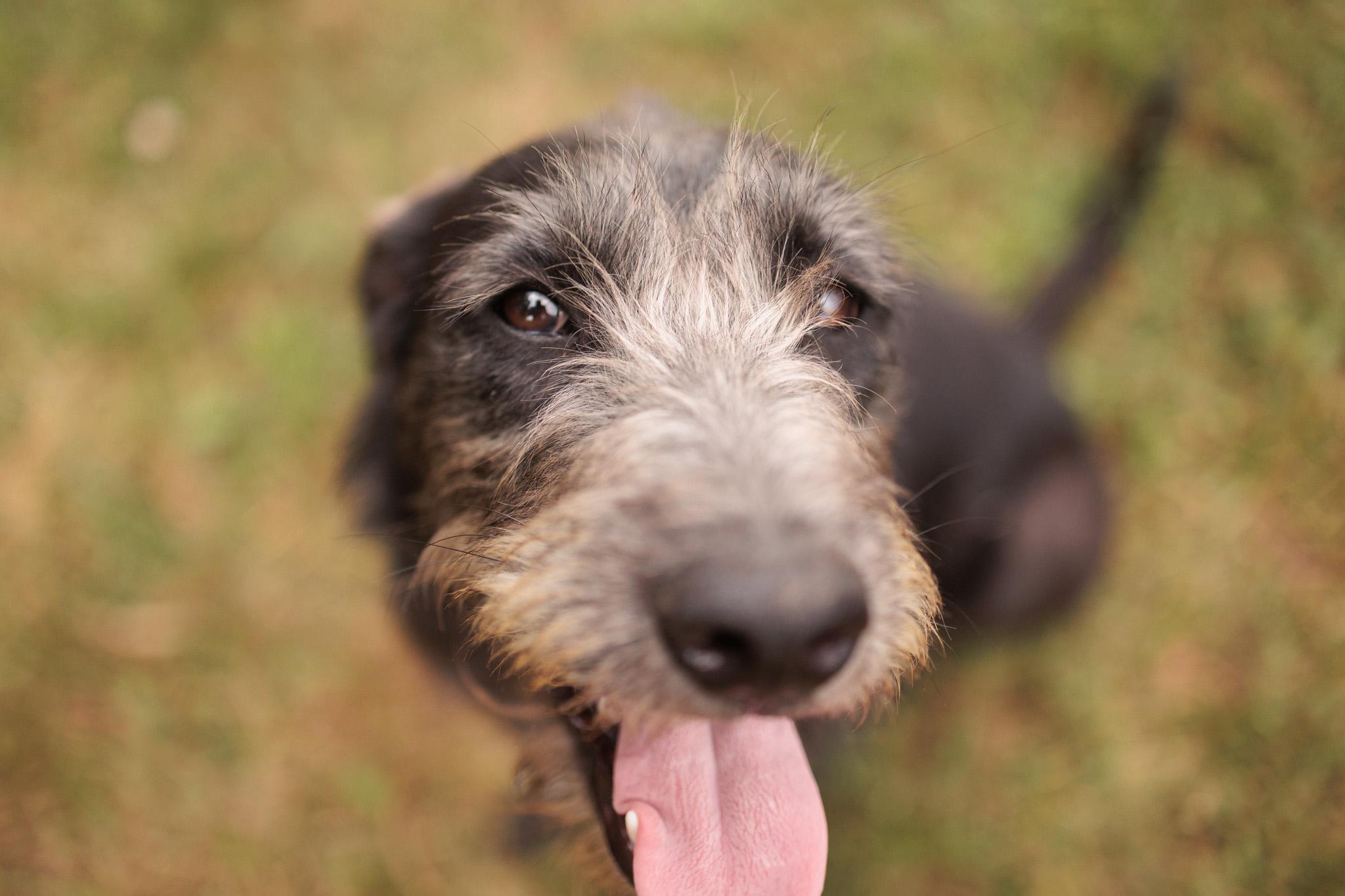 Lavender thumbnail 4