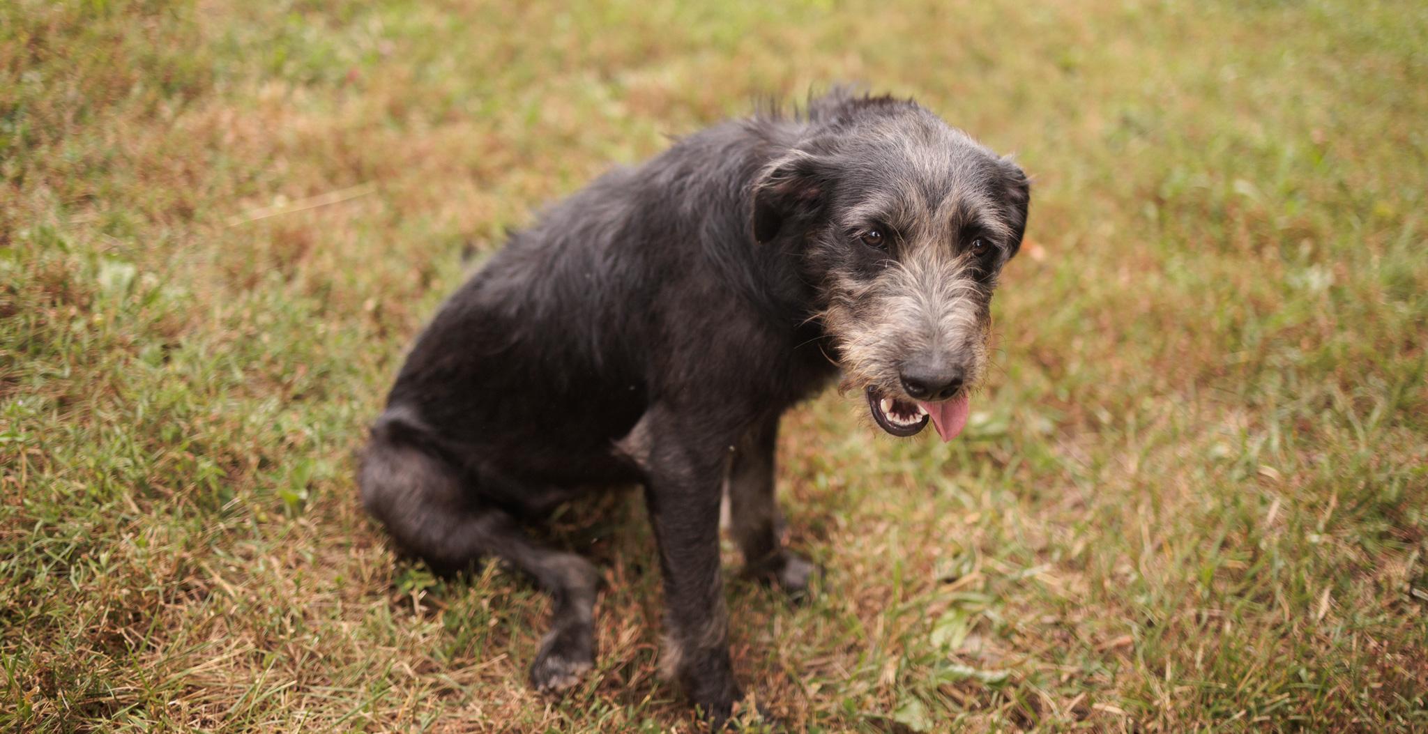 Lavender thumbnail 5