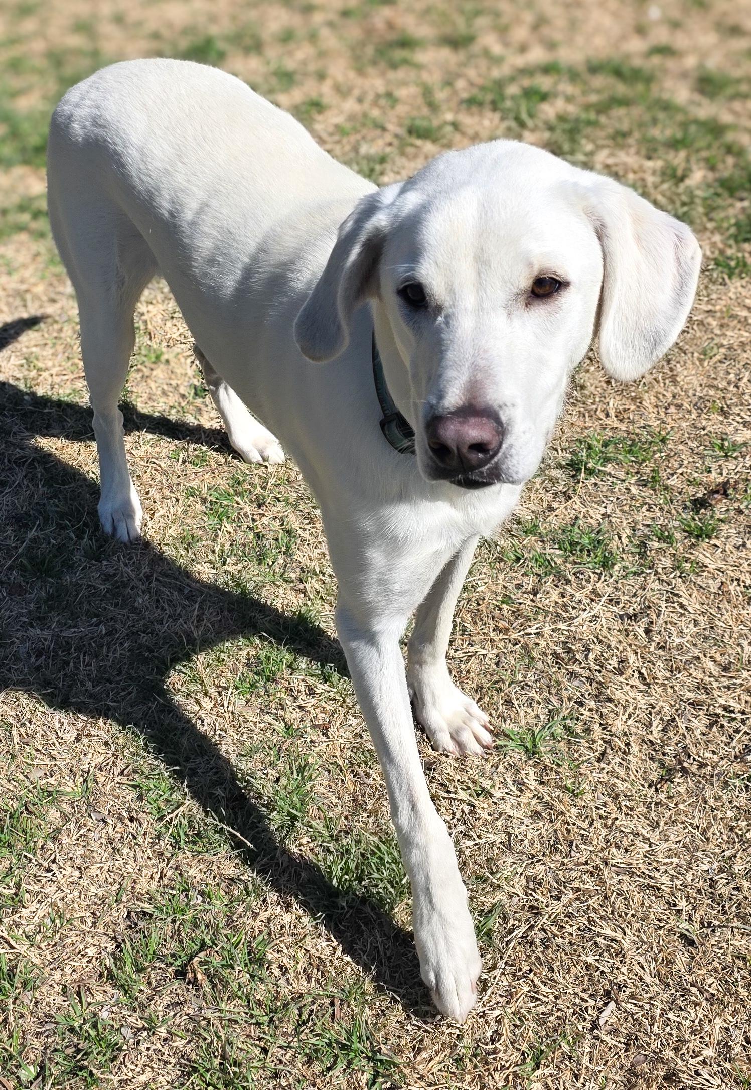 Enlarge Howie, an adopted Labrador Retriever in Tomah, WI image 3/6