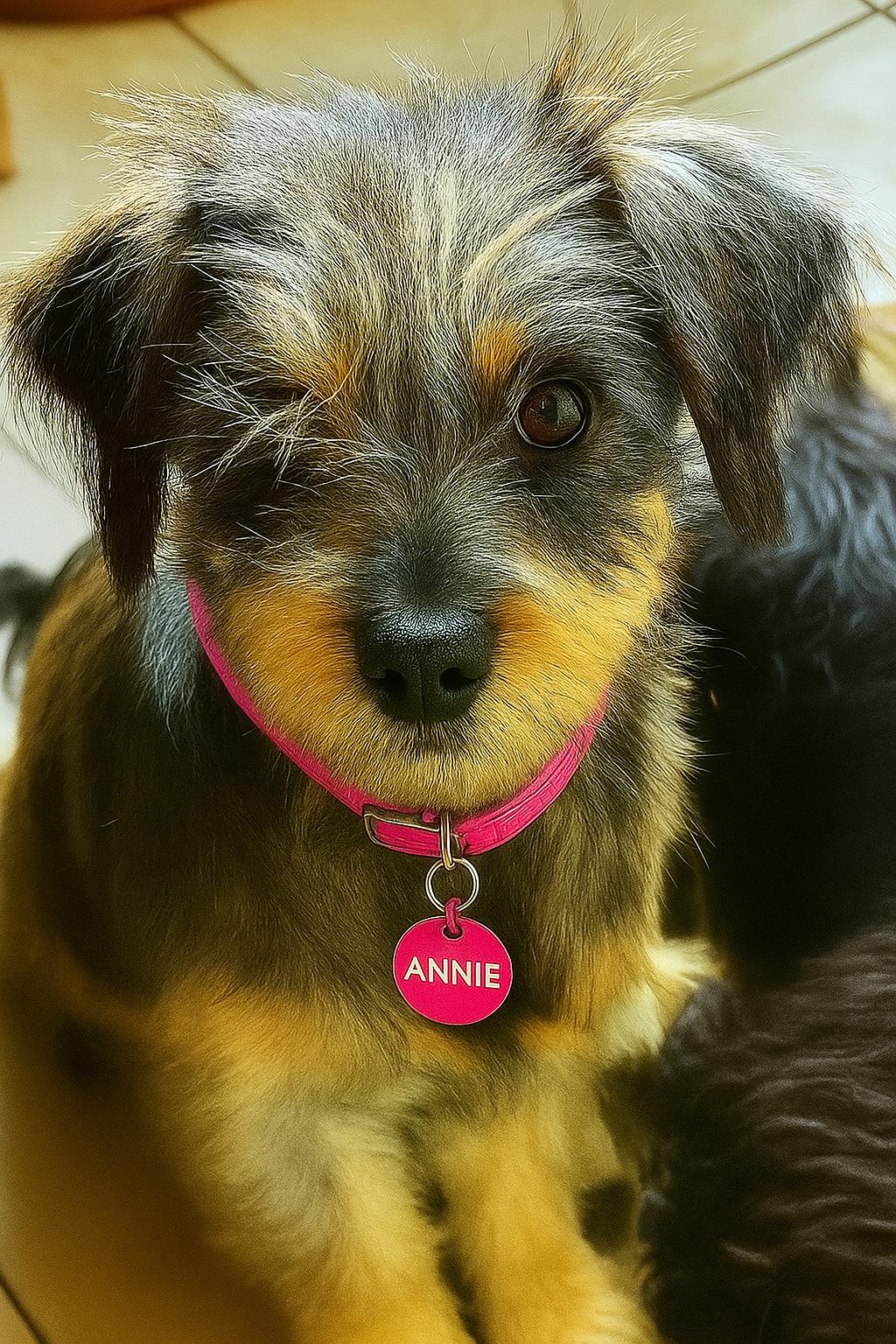 Enlarge Annie Oakley, an adopted mixed breed in San Diego, CA image 1/1