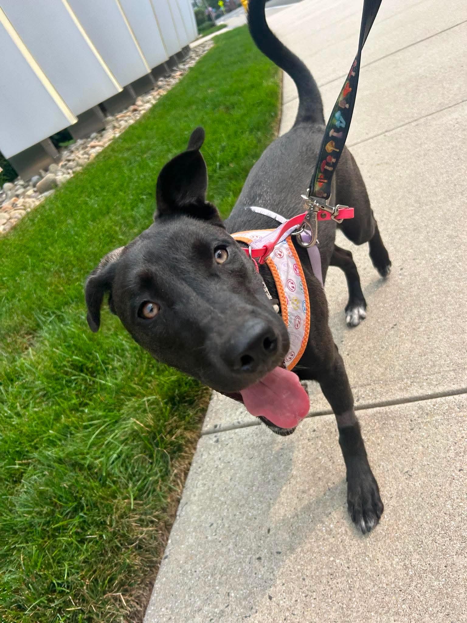 Briar, Adoptable, Puppy Female Mixed Breed.