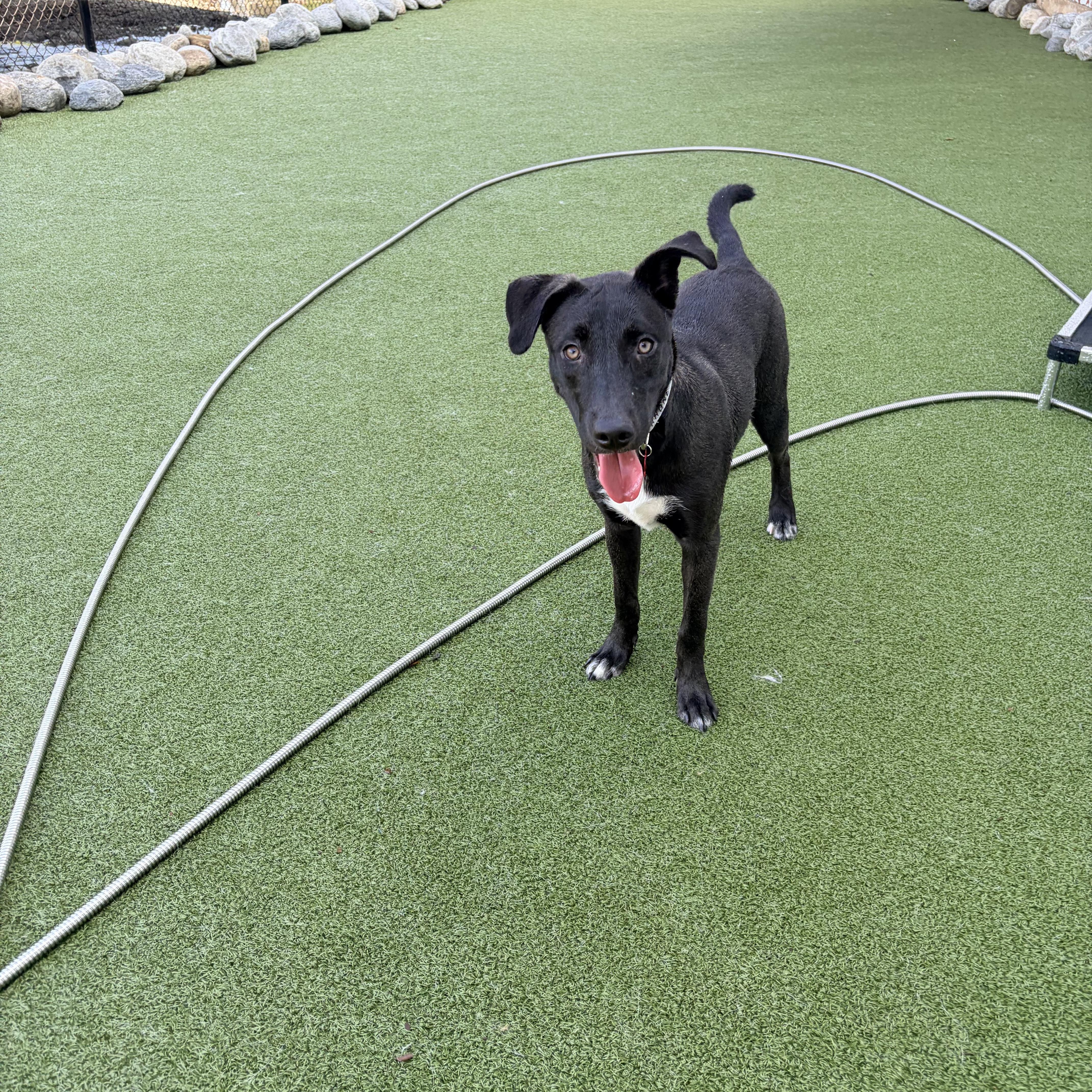 Enlarge Briar, a Adoptable mixed breed in Stamford, CT image 2/4