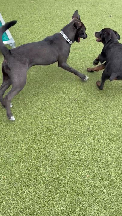 Enlarge Briar, a Adoptable mixed breed in Stamford, CT video 4/4