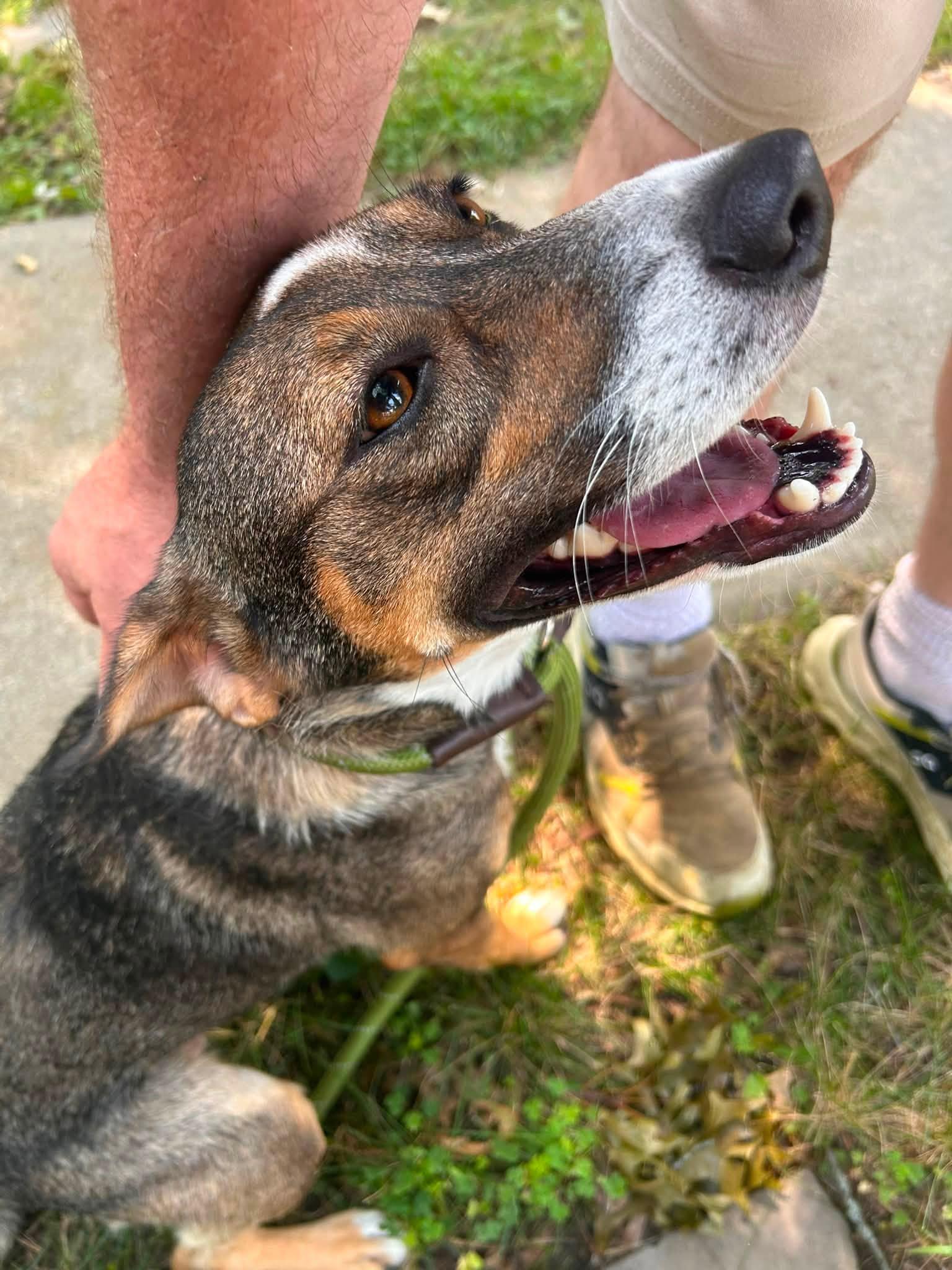 Enlarge Avocado, an adoptable mixed breed in Albany, NY image 1/1