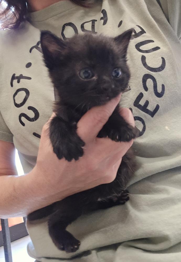 Burnt Toast, Adoptable, Kitten Male Domestic Short Hair.