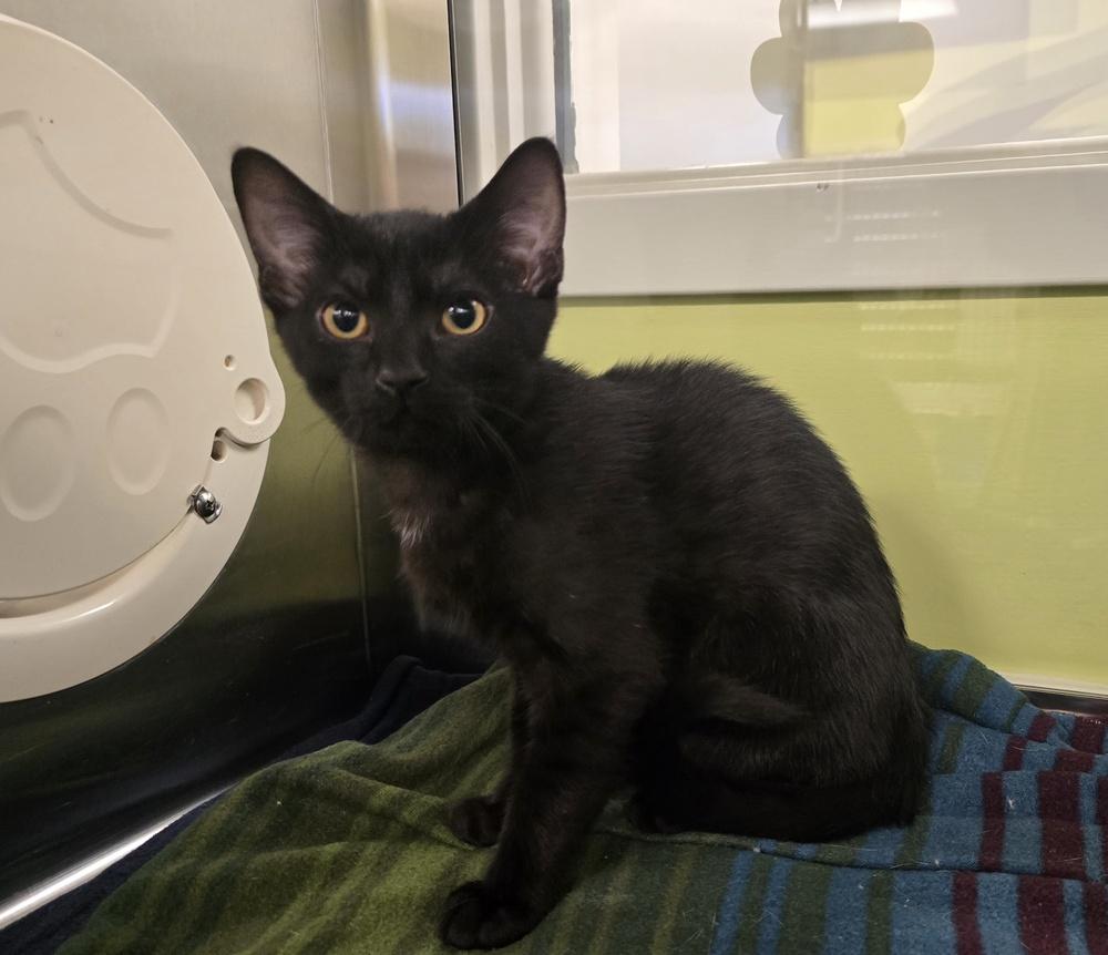 Enlarge Burnt Toast, a Adoptable Domestic Short Hair in Dickson, TN image 2/2