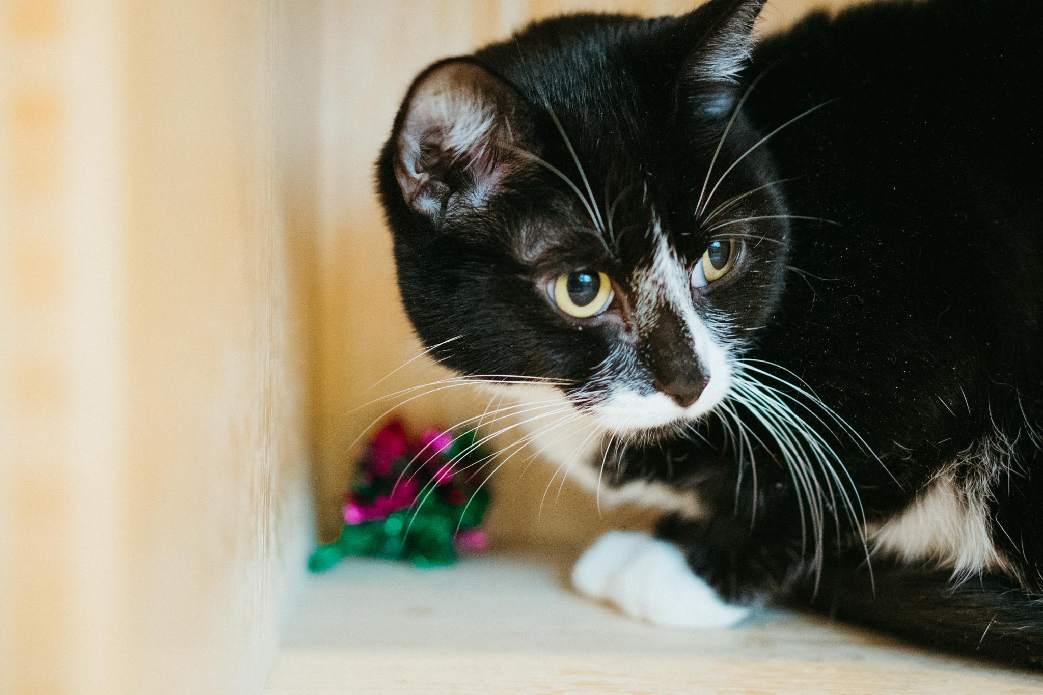 Percy, a Adoptable Domestic Short Hair in Jackson, WY image 4/6