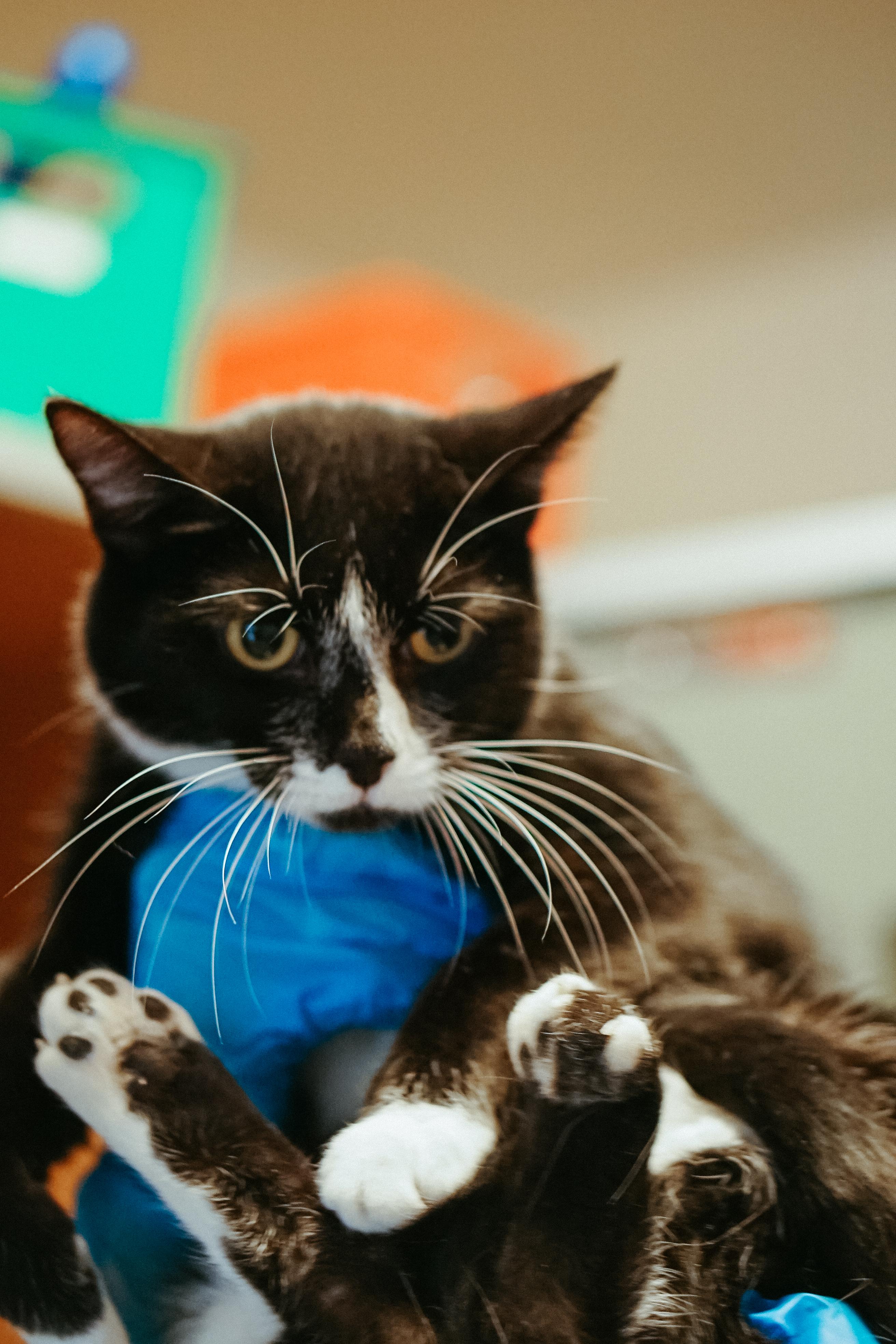 Percy, a Adoptable Domestic Short Hair in Jackson, WY image 2/6