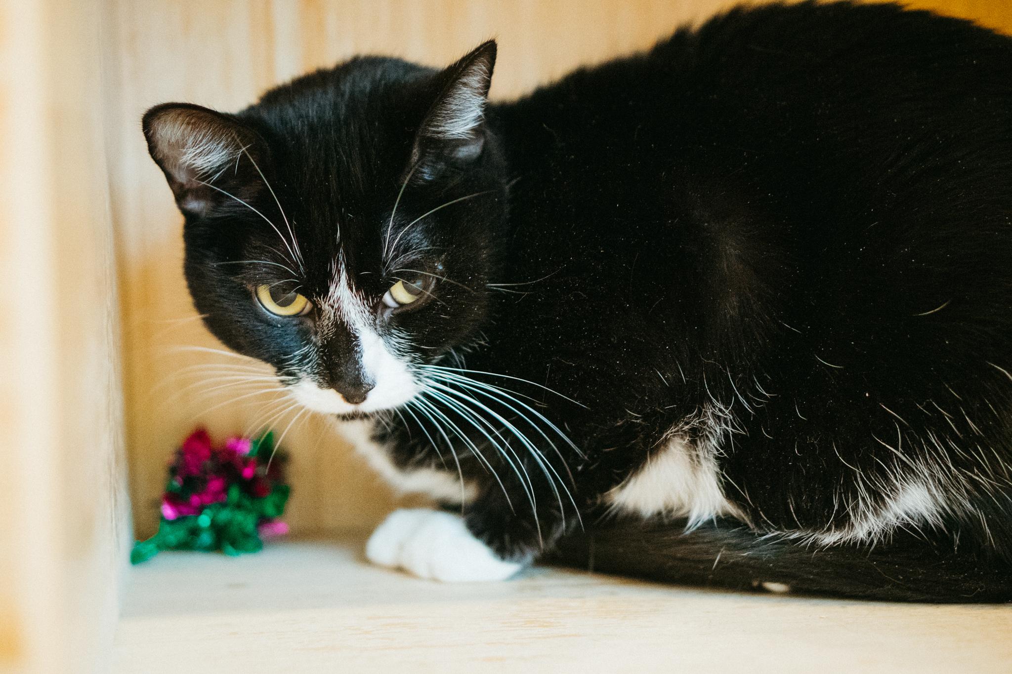 Percy, a Adoptable Domestic Short Hair in Jackson, WY image 3/6