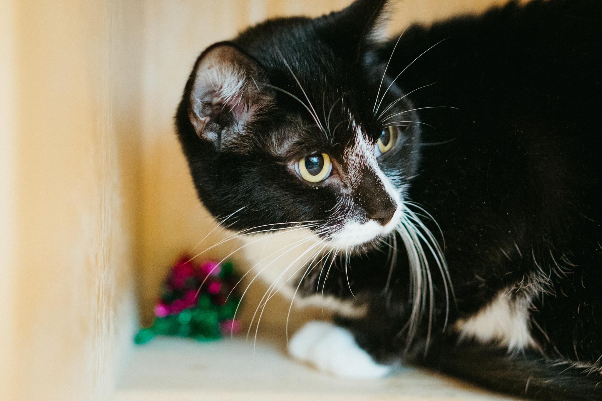 Percy, a Adoptable Domestic Short Hair in Jackson, WY image 6/6