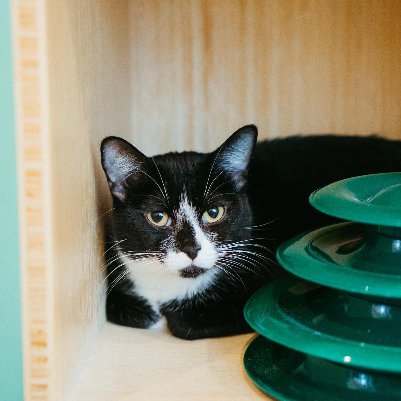 Percy, a Adoptable Domestic Short Hair in Jackson, WY image 1/6